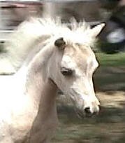 Angelina - miniature horse filly